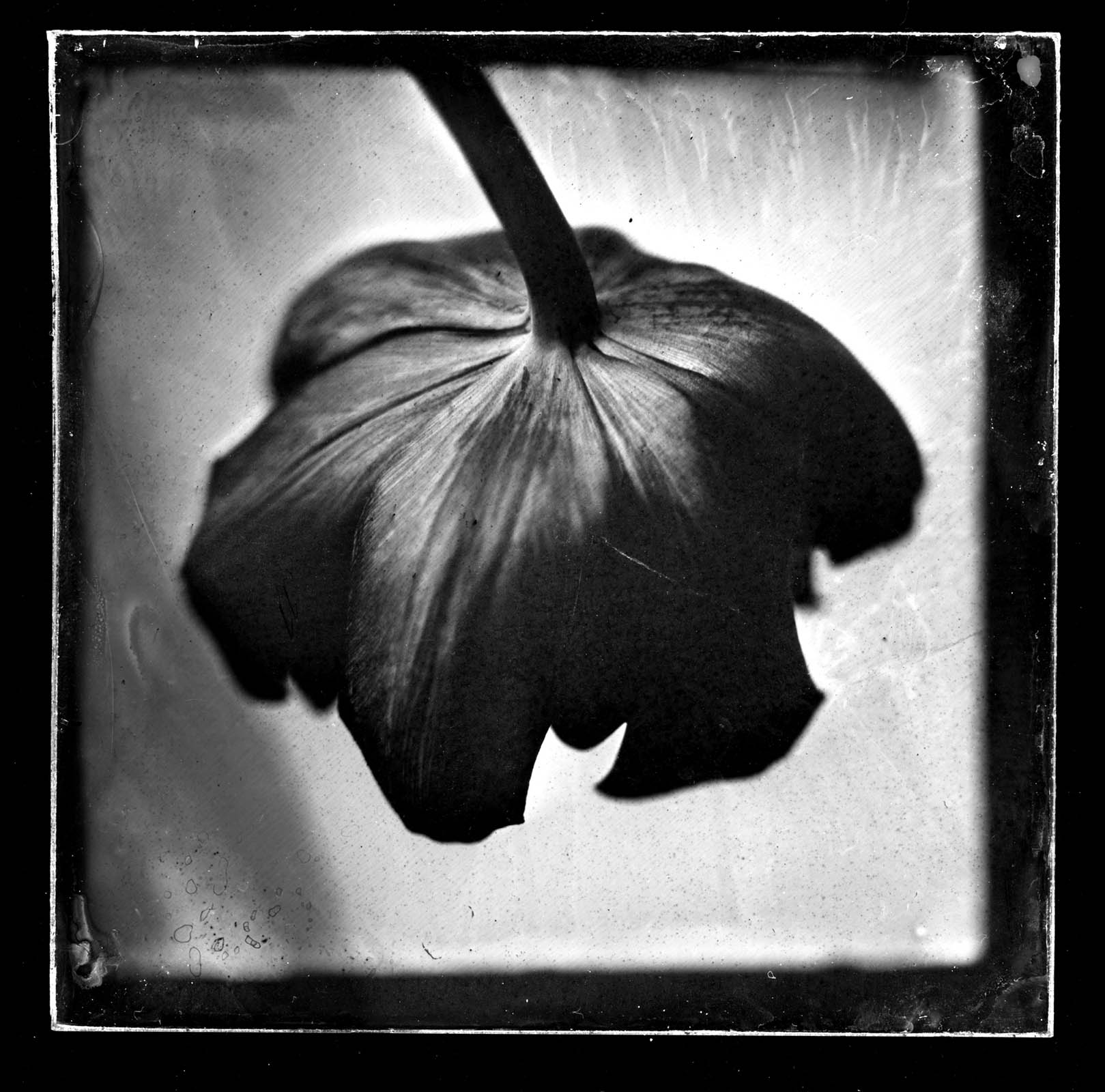 Finished wet plate, framed