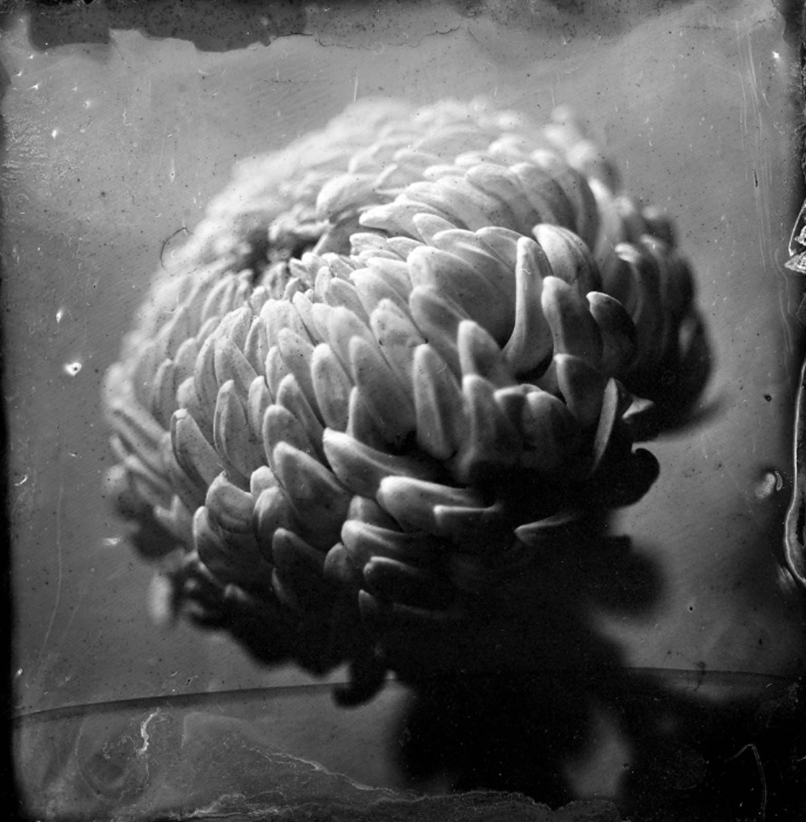 Wet plate collodion portrait by Gaetan Bernede